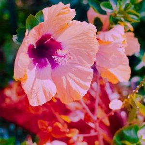 دانلود آهنگ سبزه به ناز می آید تاجیکی